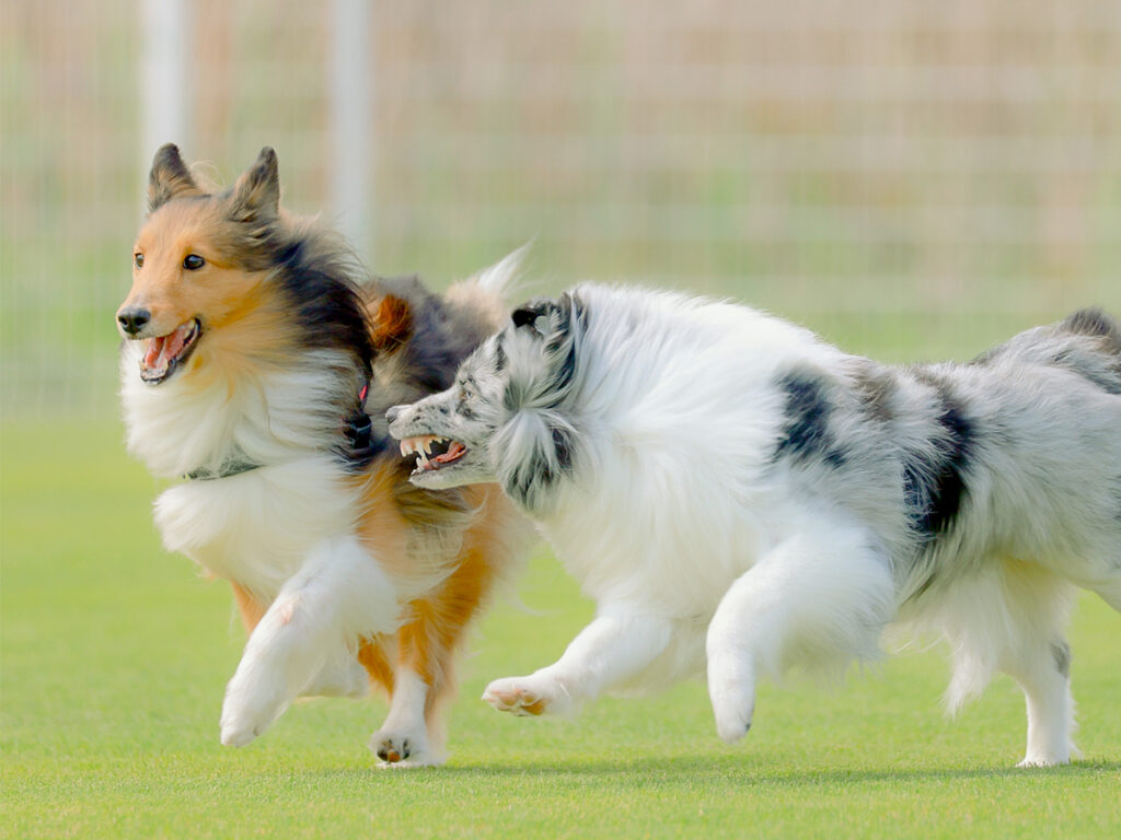 走る2匹の犬