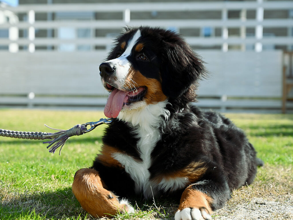 300平米の広々スペースで、 わんちゃんがのびのび走り回れる場所をつくりました。