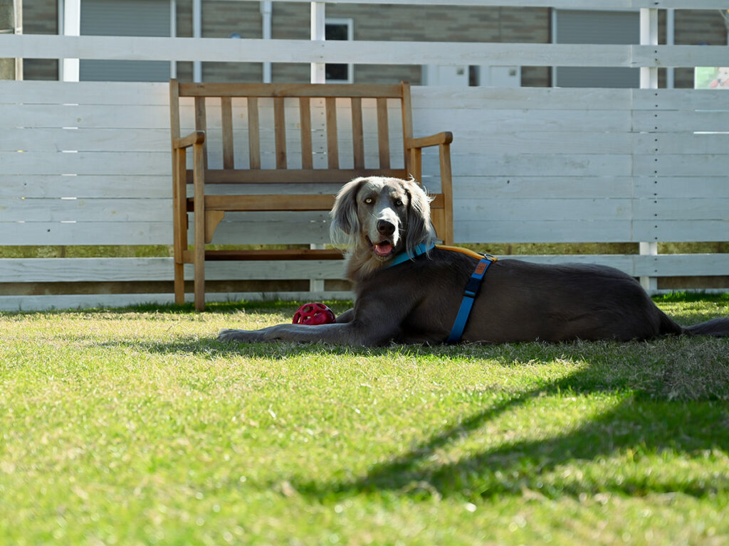 足にやさしい天然芝＆ 夏はプールでひんやり