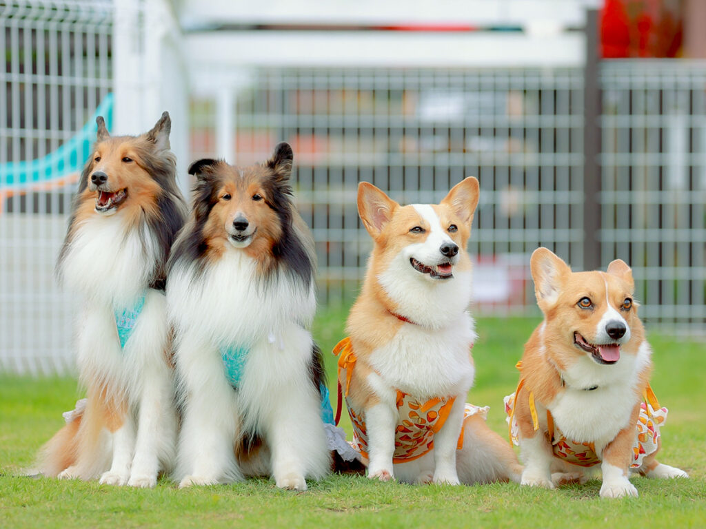 ドッグランで座る複数の犬
