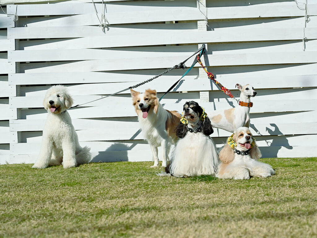 高浜市ではじめての ドッグラン！